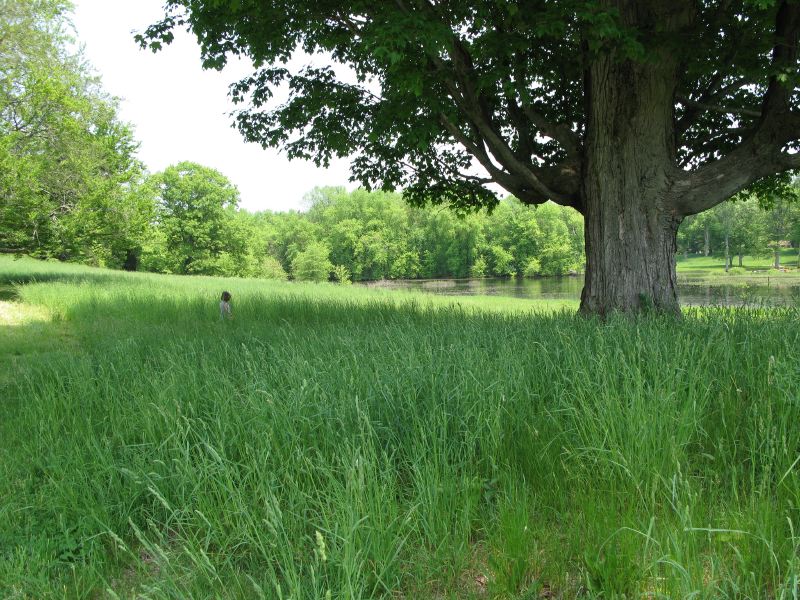 Tall Grass, Short Girl