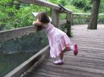 Watching the Flamingoes