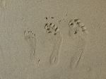 Family Footprint