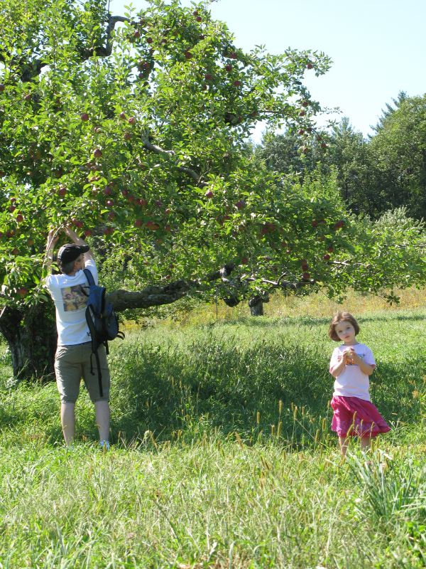 Orchard