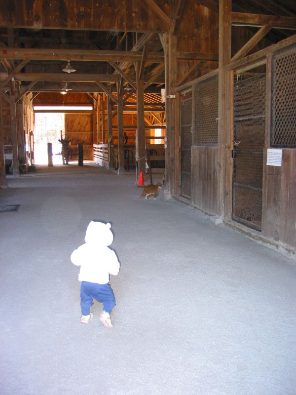 Chasing the Barn Cat