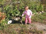 Farm Kittens