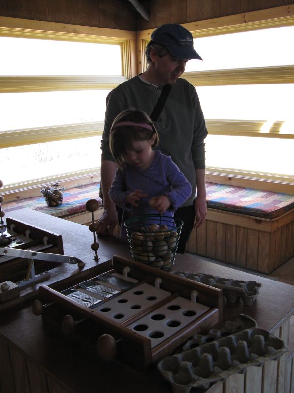 Egg Sorting